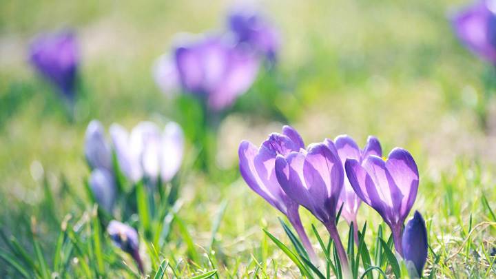 Purple Flowers Closeup On Ground